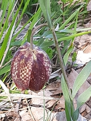 Fritillaria montana
