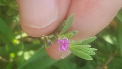 Calibrachoa parviflora