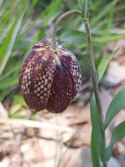 Fritillaria montana