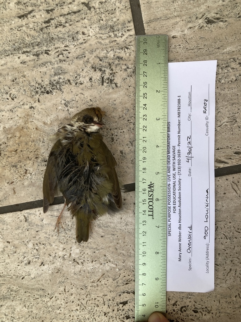 Ovenbird from McKinney St, Houston, TX, US on April 30, 2022 at 0712