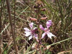Cuphea lysimachioides