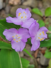 Tradescantia ozarkana