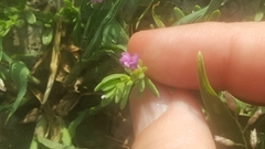 Calibrachoa parviflora
