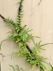 Pteris vittata