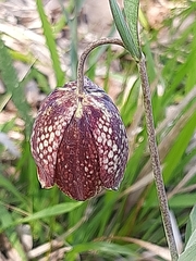 Fritillaria montana