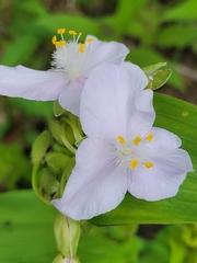 Tradescantia ozarkana