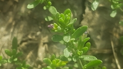 Calibrachoa parviflora