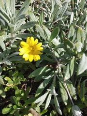 Asteraceae