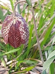 Fritillaria montana