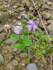 Tradescantia ozarkana