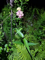 Asclepias rubra