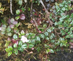 Myrteola phylicoides