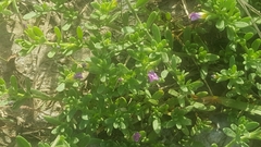 Calibrachoa parviflora