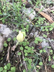 Enterolobium schomburgkii