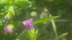 Calibrachoa parviflora