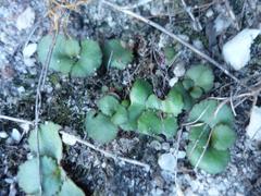 Crassula capensis capensis