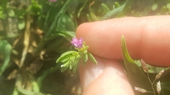Calibrachoa parviflora