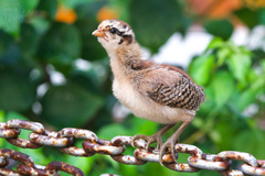 Gallus gallus domesticus