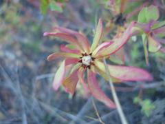 Leucadendron salignum