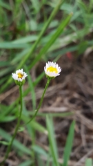 Erigeron strigosus