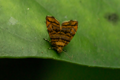 Choreutis amethystodes