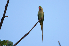 Psittacula eupatria