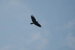 Corvus macrorhynchos levaillantii