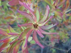Leucadendron salignum