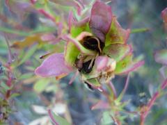 Leucadendron salignum
