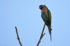 Psittacula alexandri fasciata