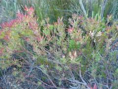 Leucadendron salignum