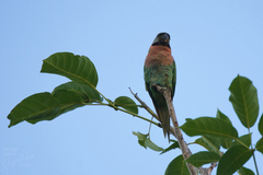 Psittacula alexandri fasciata