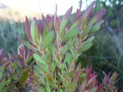 Leucadendron salignum