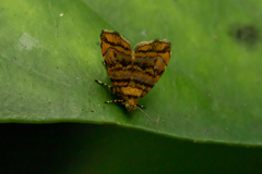 Choreutis amethystodes