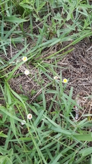 Erigeron strigosus