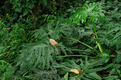 Philodendreae