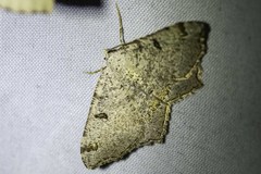 Dissomorphia australiaria