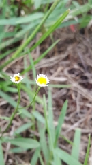 Erigeron strigosus