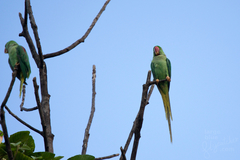 Psittacula eupatria