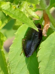 Sorineuchora nigra