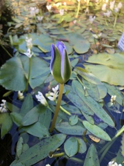 Nymphaea nouchali caerulea