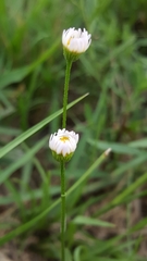 Erigeron strigosus
