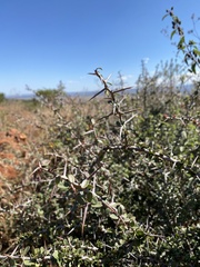 Gymnosporia polyacantha