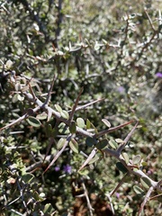 Gymnosporia polyacantha