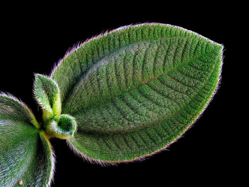 Representative image of Magnoliopsida