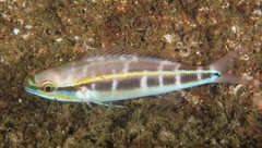 Pentapodus paradiseus