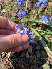 Scilla siberica