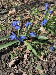 Scilla siberica