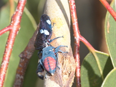 Eurymela distincta
