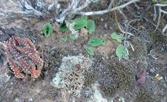 Tulista pumila
